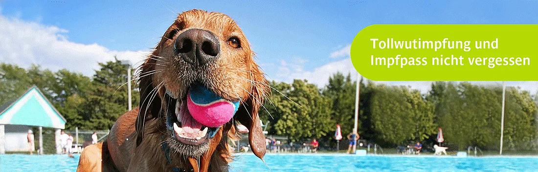 Hundebadetag der Stadtwerke Bayreuth im Kreuzsteinbad Hundebadetag der Stadtwerke Bayreuth im Kreuzsteinbad