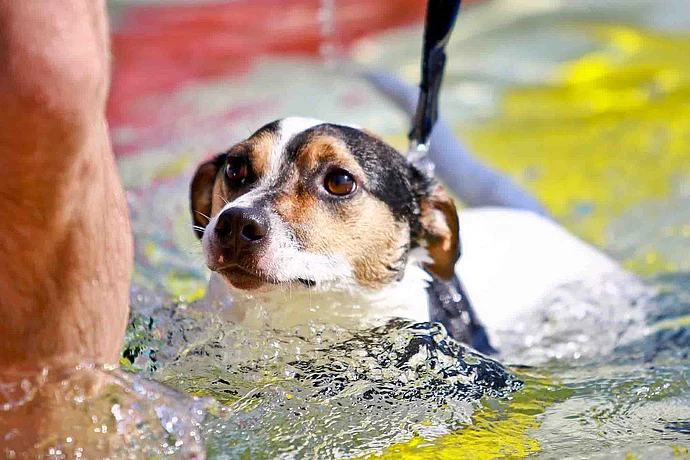 Hundebadetag 2016 der Stadtwerke Bayreuth im Kreuzsteinbad Hundebadetag 2016 der Stadtwerke Bayreuth im Kreuzsteinbad