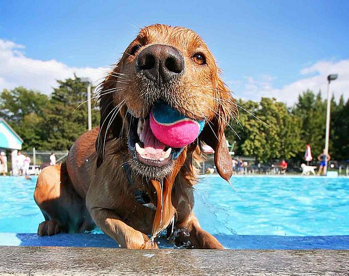 Hundebadetag Kreuzsteinbad Bayreuth